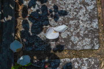 石畳に落ちた白い花びら