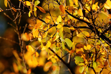 Yellow tree leaves for fall season natural background.