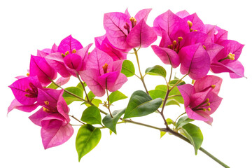 Fototapeta premium Bougainvillea flower png