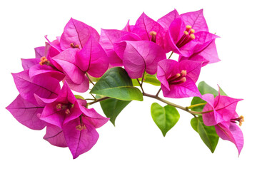 Bougainvillea flower png