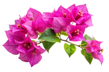 Gardinen Bougainvillea flower png © Smithstar