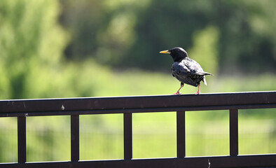 Bird on Railing
