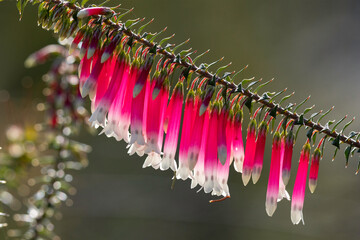 Australian Fuchsia Heath plant in flower