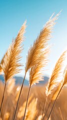 reeds swaying in the wind