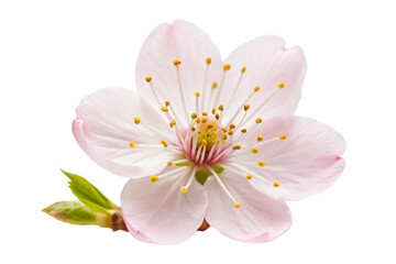 Cherry Blossom flower png