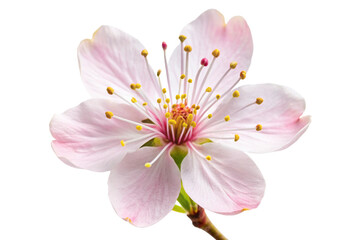 Cherry Blossom flower png