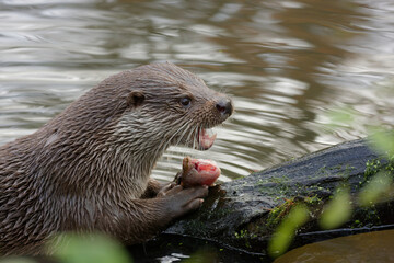 the otter eats freshly fish