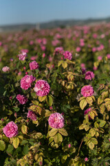 A lot of roses in a countryside farm before collecting in spring.