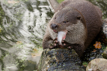 the otter eats freshly fish