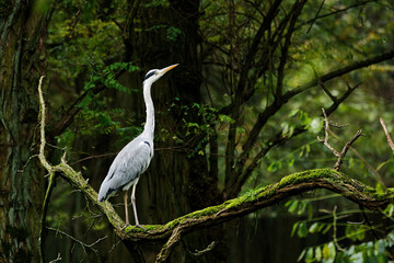 grey heron sitting on a branch