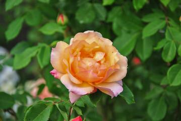 beautiful rose in the garden close-up on a blurred background. selective focus. yellow-pink rose