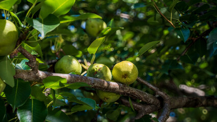 Pear trees and pear fruit. The fruit is ripen enough to be harvested or picked. The pearl is organic grown so they don't have beautiful round and smooth shape. The pear fruit is juicy and fresh. 