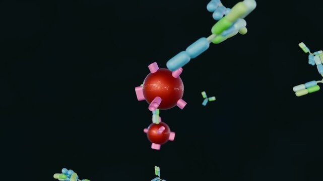 3d animation of Antigen-antibody complexes, also known as immune complexes, are molecular structures that form when an antibody binds to a specific antigen. 