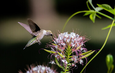 Ruby-throated Hummingbird feeding on native (to the U.S.) Red-whiskered Clammyweed.