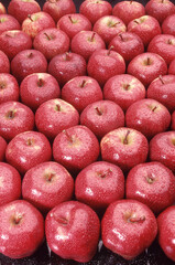 Fresh red apples with water droplets