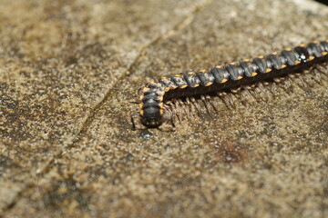The Yellow-Spotted Millipede (scientific name: Harpaphe haydeniana) is a species of millipede native to the Pacific Northwest region of North America. It is known for its striking appearance|黃斑馬陸
