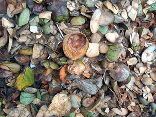 A coconut husk is a rough exterior fibrous skin of the coconut. These husks are full of fibre