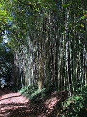 Obraz premium footpath in the forest