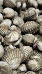 Fresh cockles ready to cook. Seafood. For background.