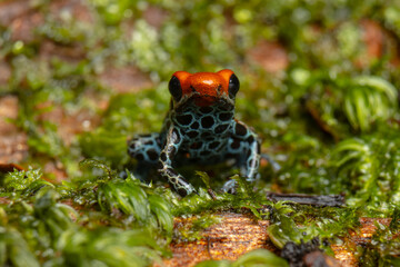 AMAZON POISON FROG, COMMON IN THE RAINFORESTS OF THE PERUVIAN AMAZON, COLORFUL AND SHOWY SPECIES, VERY BEAUTIFUL TO OBSERVE IN ECOTOURISM VISITS, ITS HABITAT IS THREATENED BY HUMAN ACTIVITIES