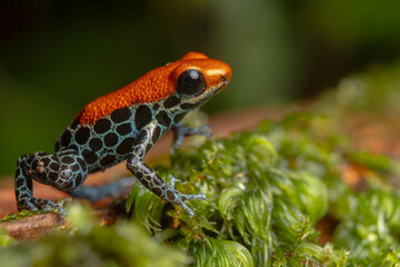 AMAZON POISON FROG, COMMON IN THE RAINFORESTS OF THE PERUVIAN AMAZON, COLORFUL AND SHOWY SPECIES, VERY BEAUTIFUL TO OBSERVE IN ECOTOURISM VISITS, ITS HABITAT IS THREATENED BY HUMAN ACTIVITIES