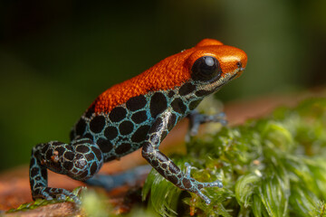 AMAZON POISON FROG, COMMON IN THE RAINFORESTS OF THE PERUVIAN AMAZON, COLORFUL AND SHOWY SPECIES, VERY BEAUTIFUL TO OBSERVE IN ECOTOURISM VISITS, ITS HABITAT IS THREATENED BY HUMAN ACTIVITIES