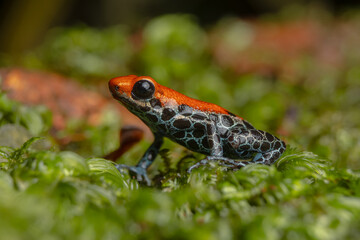 AMAZON POISON FROG, COMMON IN THE RAINFORESTS OF THE PERUVIAN AMAZON, COLORFUL AND SHOWY SPECIES, VERY BEAUTIFUL TO OBSERVE IN ECOTOURISM VISITS, ITS HABITAT IS THREATENED BY HUMAN ACTIVITIES