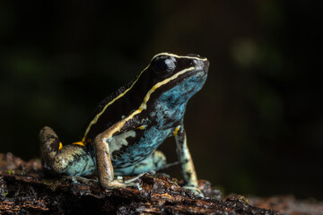 AMAZON POISON FROG, COMMON IN THE RAINFORESTS OF THE PERUVIAN AMAZON, COLORFUL AND SHOWY SPECIES, VERY BEAUTIFUL TO OBSERVE IN ECOTOURISM VISITS, ITS HABITAT IS THREATENED BY HUMAN ACTIVITIES