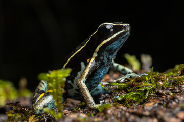 AMAZON POISON FROG, COMMON IN THE RAINFORESTS OF THE PERUVIAN AMAZON, COLORFUL AND SHOWY SPECIES, VERY BEAUTIFUL TO OBSERVE IN ECOTOURISM VISITS, ITS HABITAT IS THREATENED BY HUMAN ACTIVITIES