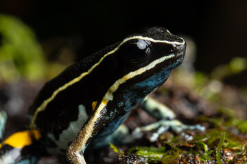 AMAZON POISON FROG, COMMON IN THE RAINFORESTS OF THE PERUVIAN AMAZON, COLORFUL AND SHOWY SPECIES, VERY BEAUTIFUL TO OBSERVE IN ECOTOURISM VISITS, ITS HABITAT IS THREATENED BY HUMAN ACTIVITIES