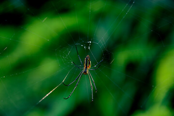 蜘蛛