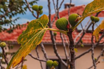 A green fig hangs and ripens on a branch Vrbnik Croatia 27.06.2024
