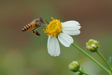 potrait Honey bees are flying towards flowers in search of honey, 11 August 2024 Indonesia