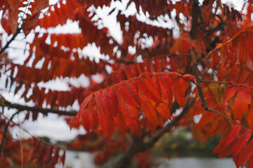 The branches of trees are adorned with bright orange leaves, showcasing the beauty of autumn. Sunlight filters through the foliage, illuminating the crisp fall colors