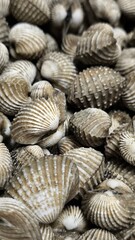 Fresh cockles ready to cook. Seafood. For background.