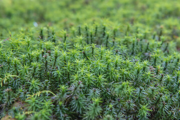 セイタカスギゴケ(Pogonatum japonicum)｛【コケ類】北八ヶ岳の「コケの森」