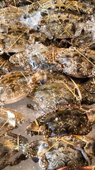 Crab on ice in a restaurant. seafood