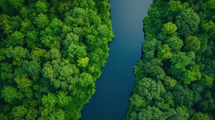 Naklejka premium Aerial View of a River Winding Through a Lush Forest