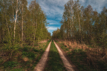 Obraz premium Beautiful green summer forest. Spring background, backdrop