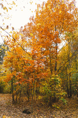 The branches of trees are adorned with bright orange leaves, showcasing the beauty of autumn. Sunlight filters through the foliage, illuminating the crisp fall colors
