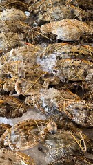 Crab on ice in a restaurant. seafood
