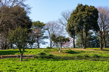 (東京都-風景)秋の公園風景４