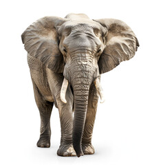Fototapeta premium A large elephant is walking acA large elephant is walking across a white background Large elephants on white background, collage. Exotic animal ross a white background, Generative Ai