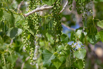 Obraz premium Pods of a cottonwood tree open up and release their seeds