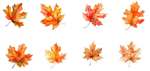 Set of beautiful autumn leave isolated on transparent background