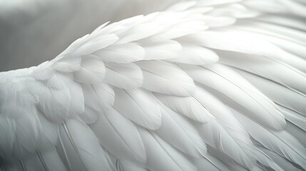 Fototapeta premium Close-Up Background with White Feathers for Calm, Peace, and Spirituality, Perfect for Faith-Based and Inspirational Visuals, Generative AI