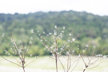 Grass flower, Grass flowers cling to branches, summer in Thailand