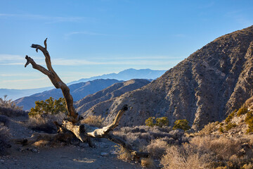 Fototapeta premium Scenic view from the top of the mountain in Joshua Tree National Park looking out for miles