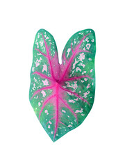 Caladium bicolor green leaf red vein in heart shaped patterns  isolated on white background ,clipping path