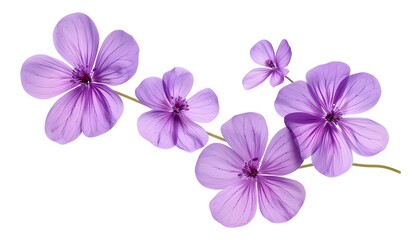 Purple Flowers